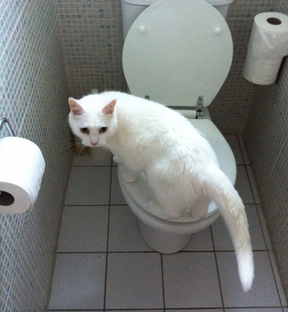 Alfie on the toilet